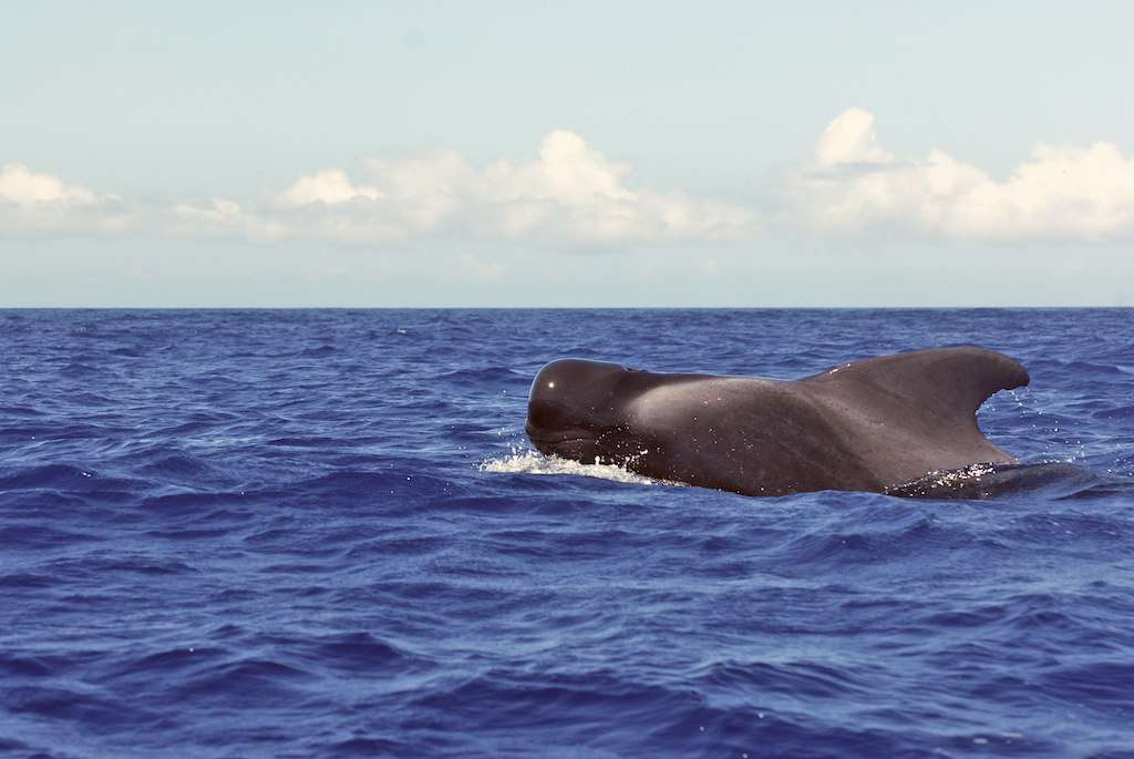 Au large d'Hawaï, les baleines pilotes (Globicephala macrorhynchus) apprécient plonger entre 500 et 2.500 m de profondeur dans les eaux du Pacifique. Les adultes mesurent cinq à sept mètres de long, pour un poids pouvant atteindre quatre tonnes. © Chris Vees, Flickr, cc by nc nd 2.0