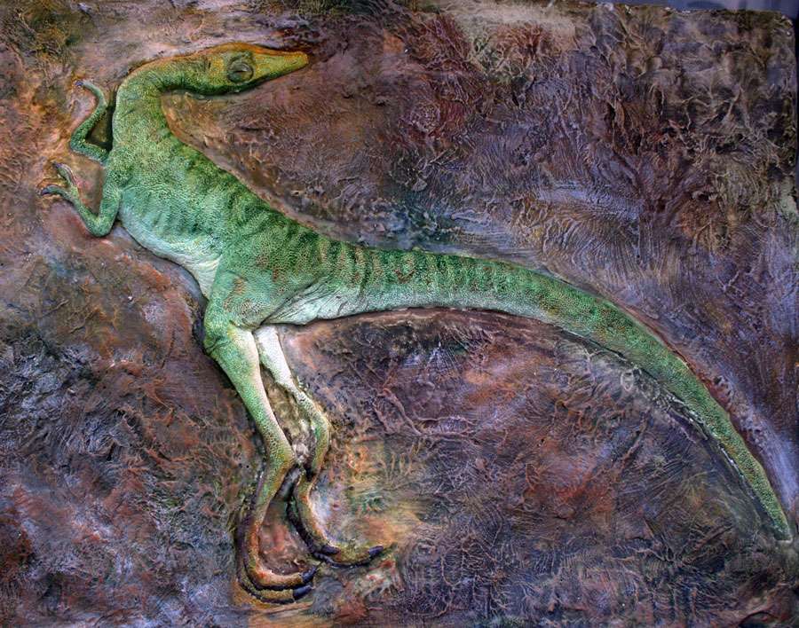Compsognathus exposé au Musée d'Esparaza Compsognathus exposé au Musée d'Esparaza