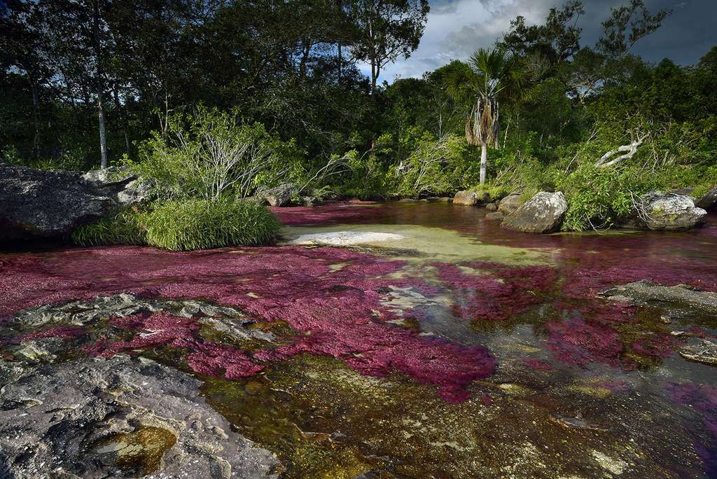 Photo Cano Cristales La Riviere Aux Cinq Couleurs