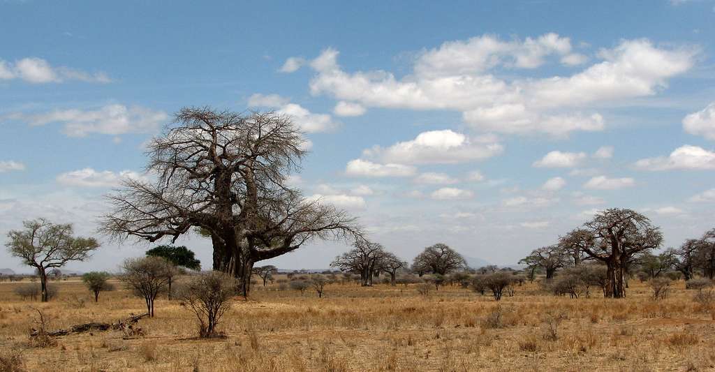 Les baobabs du Parc national de Tarangire. © Leyo, Wikimedia commons, CC by-sa 2.5 CH