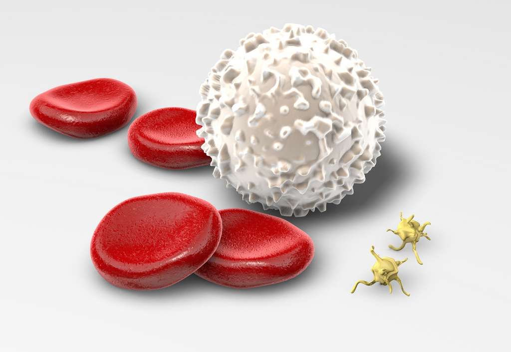 Les globules blancs, dont font partie les lymphocytes, sont des cellules sanguines indispensables pour lutter contre les infections. © Axel Kock, Fotolia