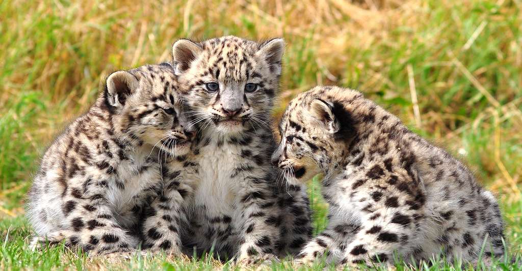 Petit trio de bébés léopards. © Dingopup, Wikipedia, CC by-sa 3.0