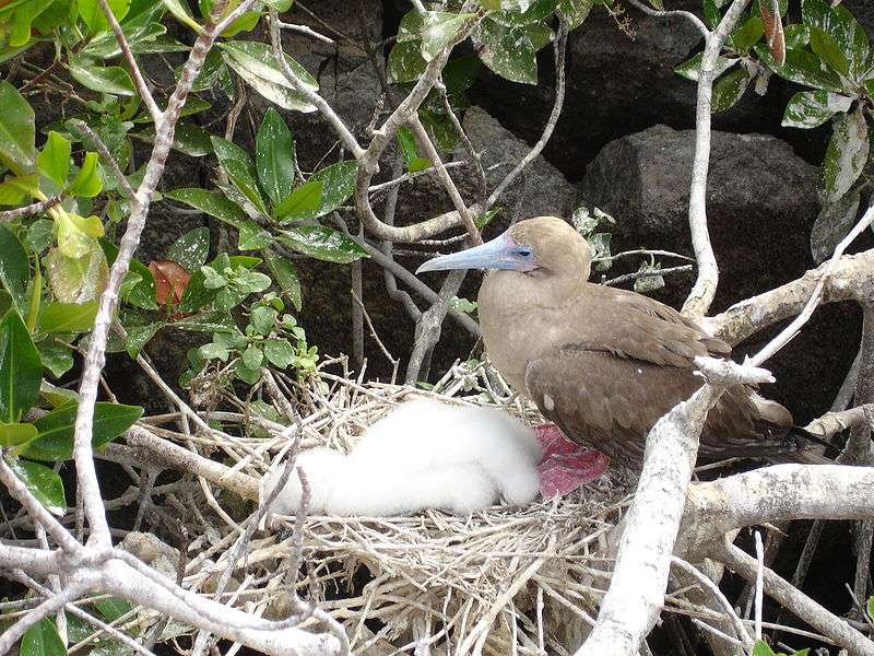 Définition Fou à Pieds Rouges Sula Sula Futura Planète