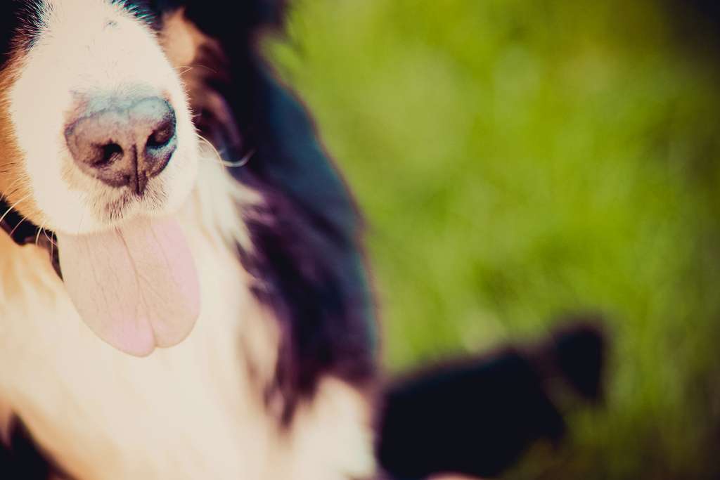 Les chiens transpirent moins que l'Homme. Ils évaporent de l'eau par leur langue afin de faire baisser leur température interne. © N'Grid, Flickr, cc by nc sa 2.0