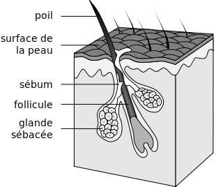 Diagram of a hair follicle, bacteria can accumulate in the dermal cavity.  © Tsaitgsait, Wikimedia Commons, Public Domain