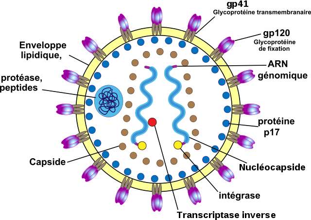 L'organisme classique d'une particule virale du virus de l'immunodéficience humaine (VIH), un rétrovirus humain. © Zionlion77, Wikipedia Commons, CC by 2.5