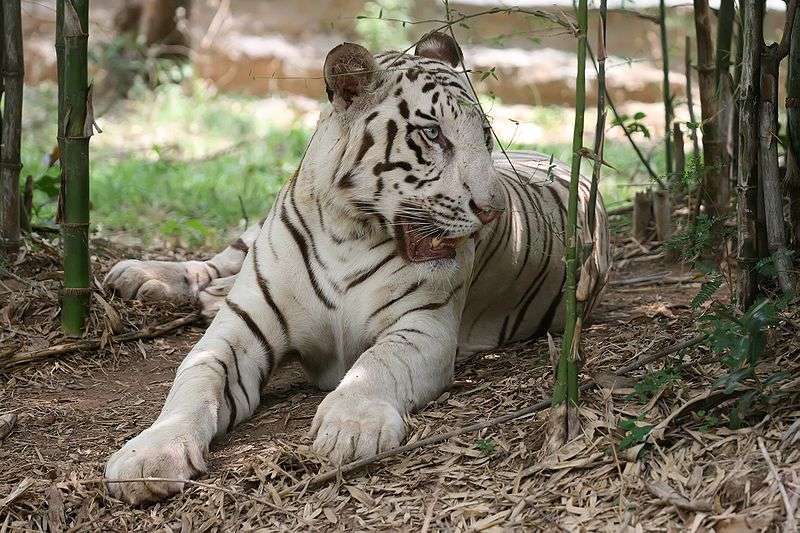 Définition Tigre Panthera Tigris Futura Planète