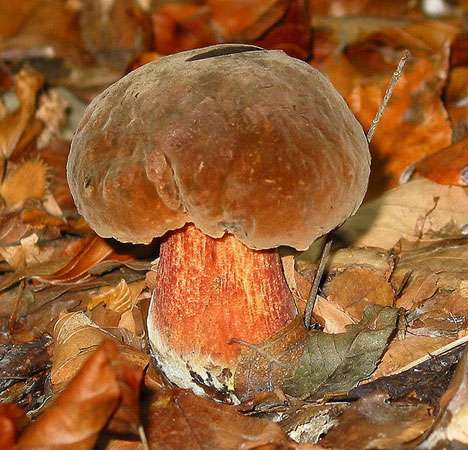 Le bolet à pied rouge (Boletus erythropus) est une des stars de la cueillette des champignons. © Jean-Pol Grandmont, CC 3.0