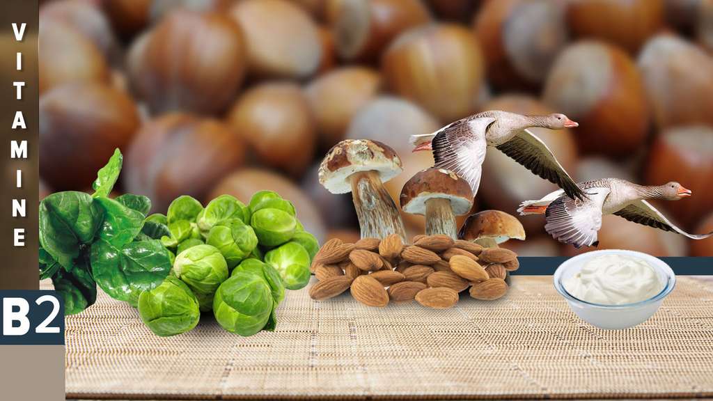 La vitamine B2, importante pour le métabolisme La vitamine B2, importante pour le métabolisme