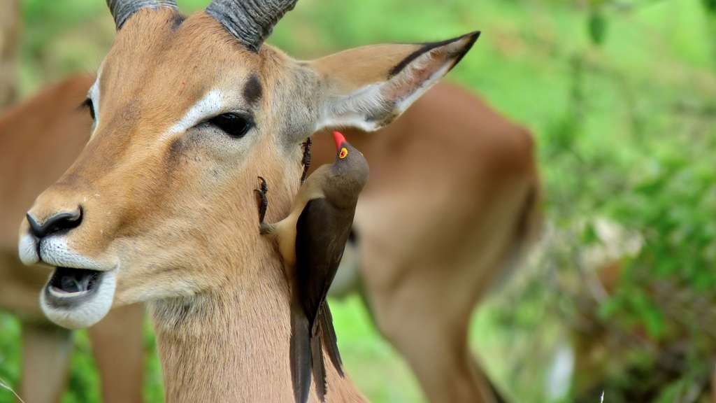 L’impala et son compère, le pique-bœuf