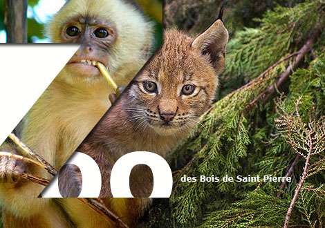 escapade zoo des bois de saint pierre