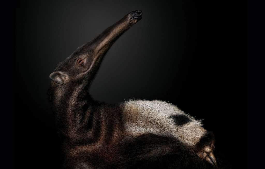 Le fourmilier, un mammifère sans dents, mais aux griffes acérées Le fourmilier, un mammifère sans dents, mais aux griffes acérées