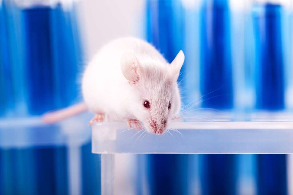 Deux exo-peptides ont été injectés chez des souris pour tester leur réponse immunitaire. © BillionPhotos.com, Fotolia