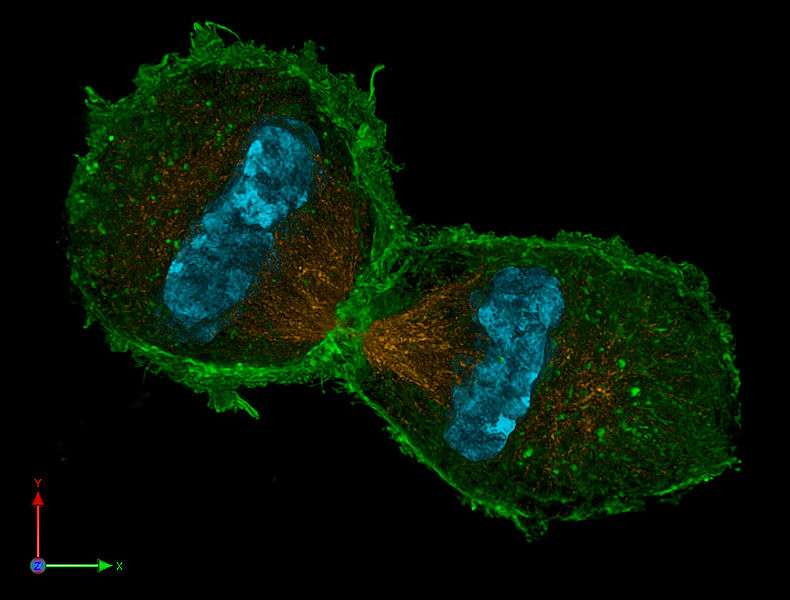 La télophase : la séparation des cellules La télophase : la séparation des cellules