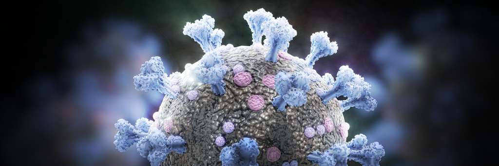 Un anticancéreux et un immunosuppresseur empêchent le virus d'infecter les cellules dans des organoïdes pulmonaires. © dottedyeti, Adobe Stock