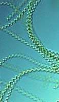 Microalgues d'eau douce (Spirulina platensis) Crédits : http://www.racinedevie.com Microalgues d'eau douce (Spirulina platensis) Crédits : http://www.racinedevie.com