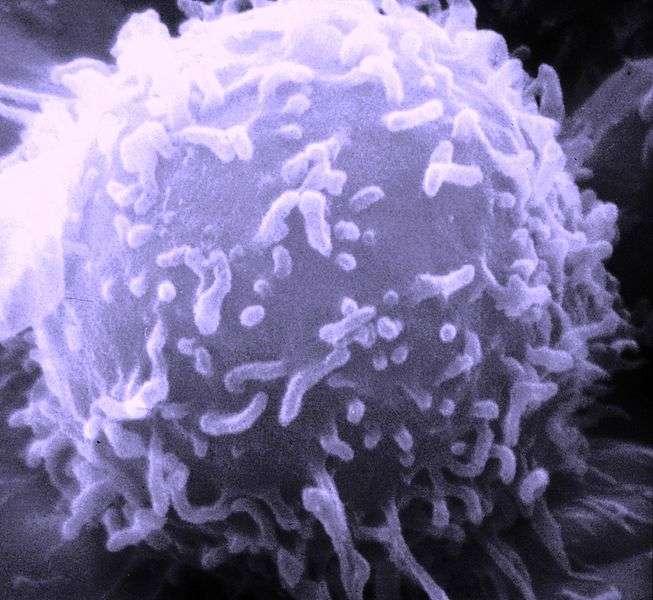 Un lymphocyte, vu par un microscope électronique à balayage. Les lymphocytes pénètrent dans les ganglions grâce aux vaisseaux HEV. Les chercheurs ont découvert que les cellules dendritiques jouent un rôle essentiel dans le mécanisme de fabrication de ces vaisseaux HEV. © Wikipédia, DP