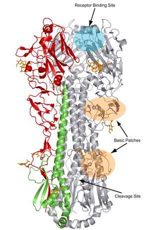 Représentation de la structure de l'hémagglutinine du virus influenza de la grippe espagnole (Receptor binding site: site de fixation au récepteur cellulaire ; Cleavage site : site de clivage). © Lisa Dunn