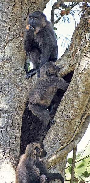 Macaques maures in natura. © Noel Rowe, GNU FDL Version 1.2