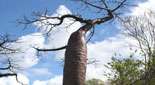 Baobab A. suarezansis, Madagascar