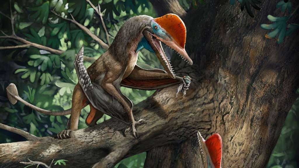 Le « Monkeydactyl » était un ptérosaure adapté à la vie dans les arbres, ses pouces opposables pouvaient donc lui servir à s'y déplacer ainsi qu'à saisir ses proies. © Chuang Zhao