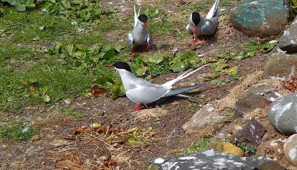 Cet Oiseau A Battu Le Record Du Plus Long Voyage Aérien