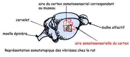 Représentation somatotopique des vibrisses chez le rat. Source : Institut national de recherche pédagogique (France)
