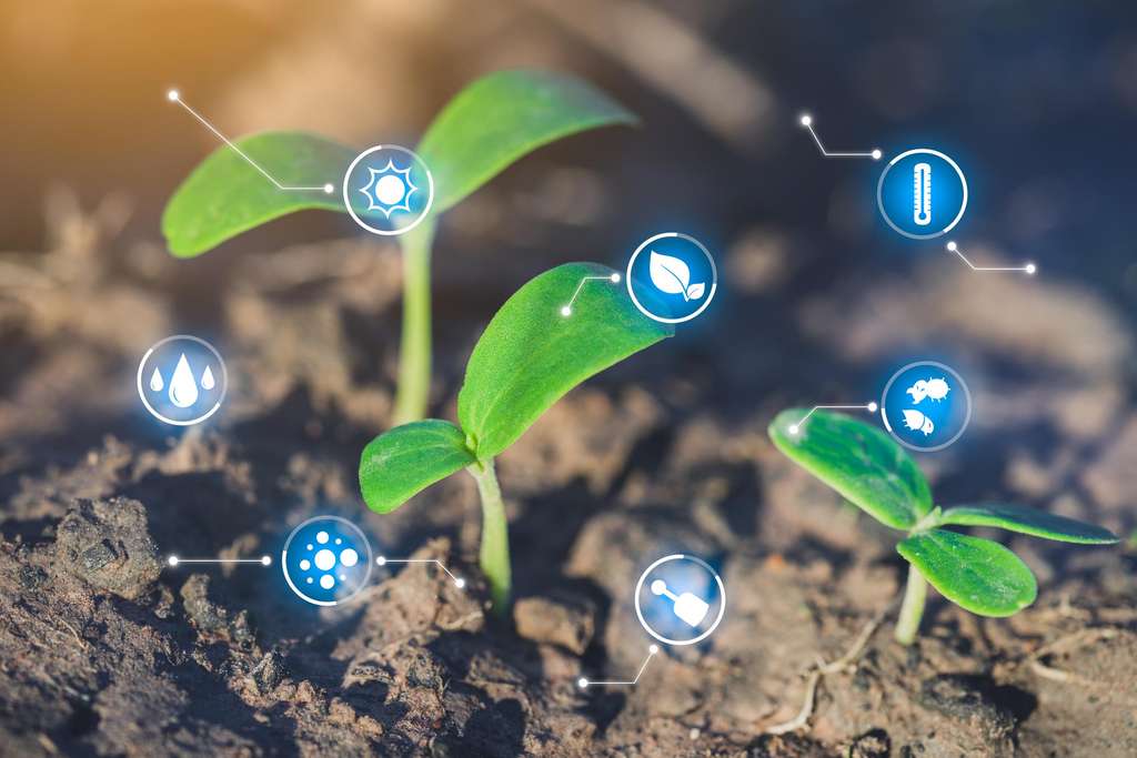 Les plantes peuvent &ecirc;tre soumises &agrave; des stress biotiques (provenant d'un organisme vivant) ou abiotiques (provenant d'un changement de l'environnement). Il semble que lorsque les deux surviennent simultan&eacute;ment, elles soient incapables de les g&eacute;rer. &copy; Worawut, Adobe Stock