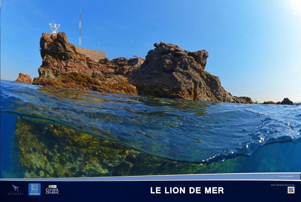 Le Lion de mer Le Lion de mer