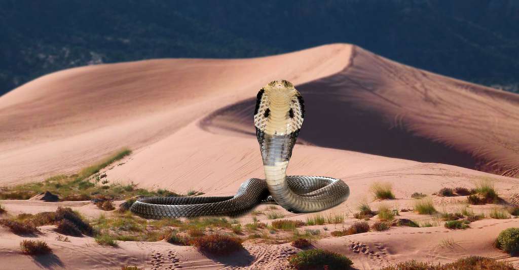 Cobra dans les dunes. © KentaStudio, Shutterstock, Werner22brigitte, Domaine public