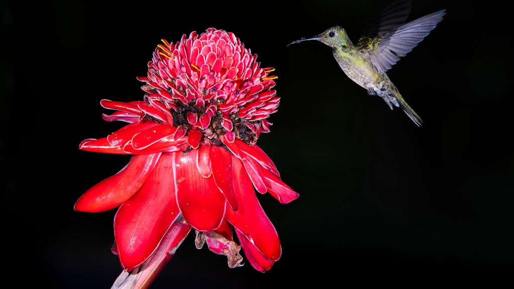 Le Colibri de Rivoli, le voltigeur virtuose Le Colibri de Rivoli, le voltigeur virtuose