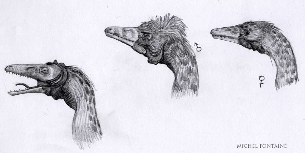 Compsognathus ébauche tête Compsognathus ébauche tête