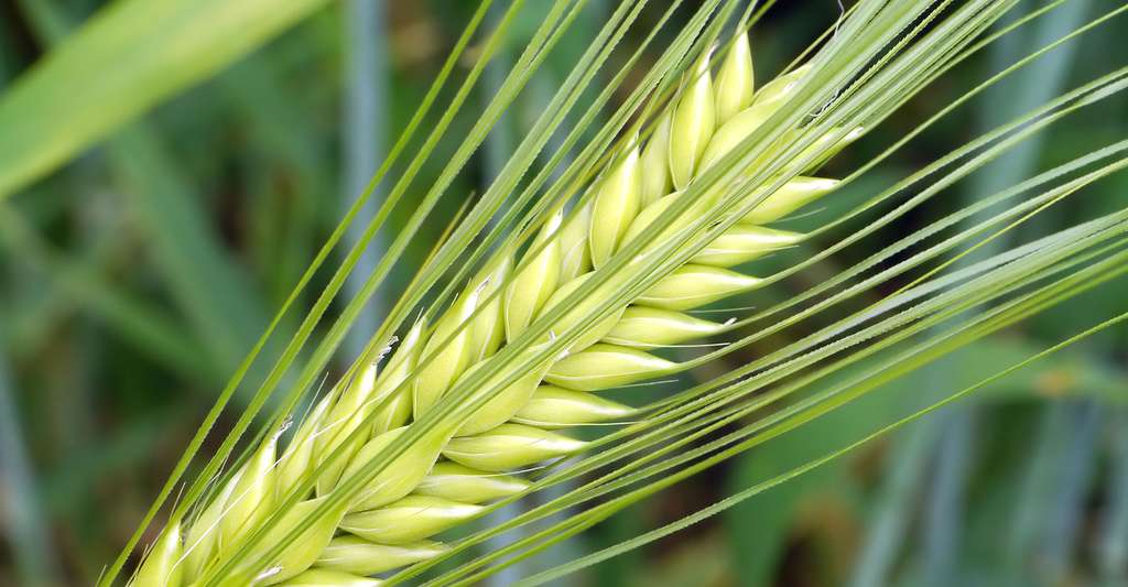 Épi de blé. © Hpgruesen, Pixabay, DP