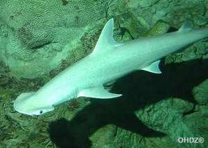 Chez le requin-marteau tiburo, ou petit requin-marteau (il mesure environ un mètre à l’âge adulte), les femelles savent à l’occasion se passer de mâles. L’une d’elles, lasse d’être laissée sans compagnon dans son aquarium, l’a brillamment démontré. Crédit : Omaha’s Henry Doorly