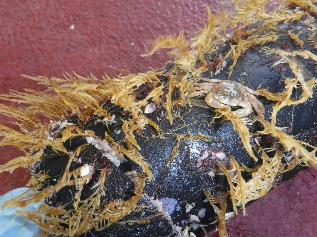 Un hydroïde côtier — l’Aglaophenia pluma —, un crabe de haute mer — du genre Planes — et des balanes à col de cygne de haute mer — du genre Lepas — ont été trouvés par les chercheurs, colonisant un débris flottant. © Smithsonian Institution