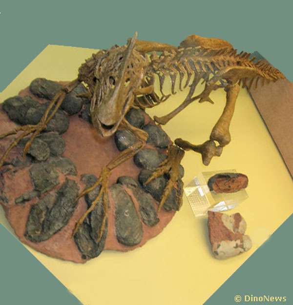 Squelette du dinosaure Oviraptor
