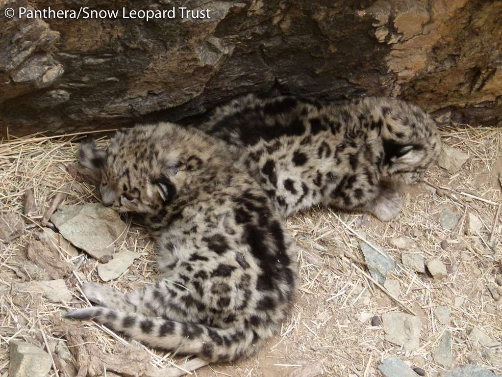 Cette photographie a été prise, chose exceptionnelle, à l'intérieur d'une tanière de léopard des neiges Panthera uncia en Mongolie. Ces deux jeunes vont maintenant faire l'objet d'un suivi à distance. Un adulte pèse entre 35 et 55 kg et peut atteindre une hauteur comprise entre 90 et 130 cm. © Panthera et Snow Leopard Trust