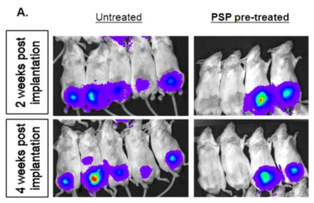 Les souris dont les cellules ont été traitées au polysaccharopeptide avant implantation (à droite) développent moins de tumeurs (taches colorées) que lorsqu'elles n'ont pas été traitées (à gauche), que ce soit 2 semaines (en haut) ou 4 semaines après (en bas). © Plos One