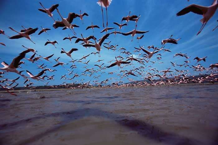 Les Ailes pourpres Les Ailes pourpres
