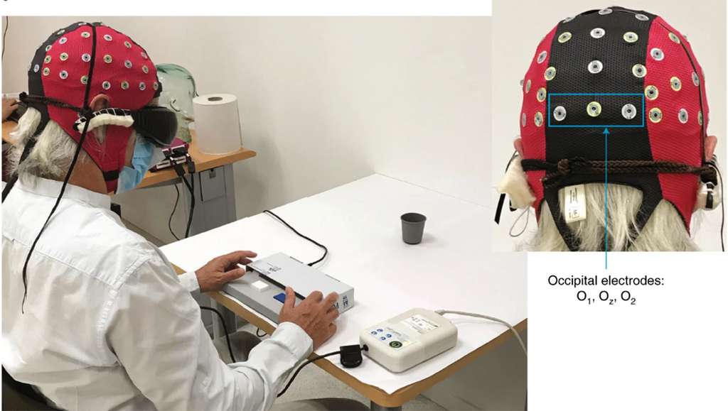 Les réponses comportementales et l'activité cérébrale ont été enregistrées simultanément pendant le test visuel. L'analyse des données EEG s'est concentrée sur l'activité enregistrée à partir des canaux occipitaux O 1 , O z et O 2 . © professeurs José-Alain Sahel et Botond Roska