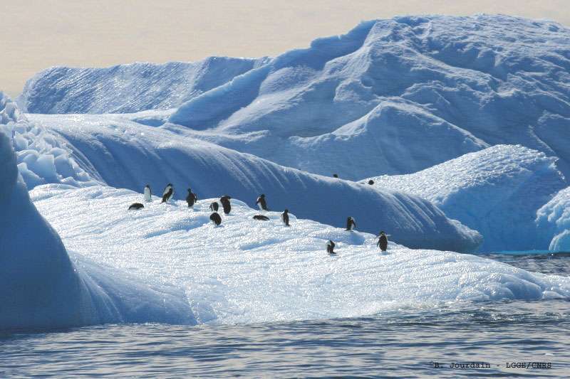 Manchots Adélie sur un morceau d’iceberg Manchots Adélie sur un morceau d’iceberg