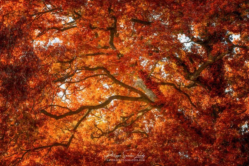 L'automne en contre-plongée L'automne en contre-plongée