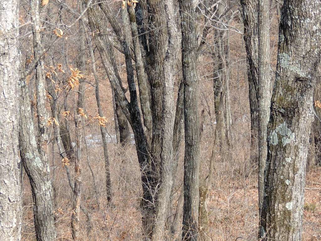 Breve Saurez Vous Trouver Le Leopard Cache Dans Cette Photo