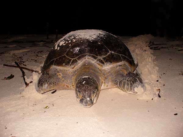 La Tortue Marine Perd Le Nord A Cause De La Pollution Lumineuse