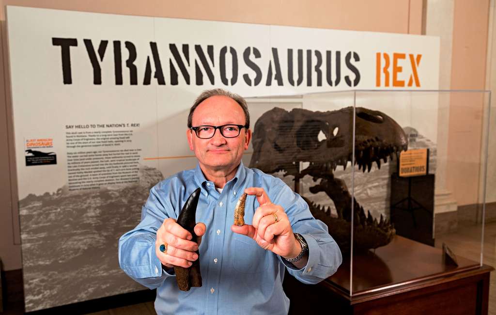 Le paléontologue Hans Sues tient dans sa main droite une dent de T-Rex (la plus grande) et dans sa main gauche une dent (la plus petite) d'un de ses cousins proches apparus avant lui, Timurlengia euotica. © James DiLoreto