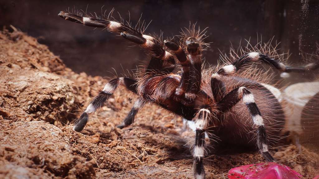 La mygale à genoux blancs (Acanthoscurria geniculata) La mygale à genoux blancs (Acanthoscurria geniculata)