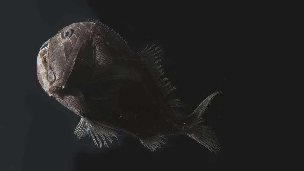 Un poisson transparent - Les Explorateurs