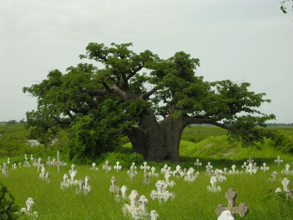Baobab de Joal-Fadiouth, au Sénégal Baobab de Joal-Fadiouth, au Sénégal