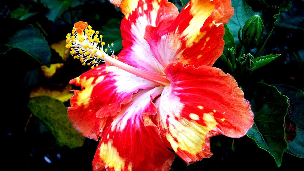Photo Une Fleur Dhibiscus Rouge Et Jaune