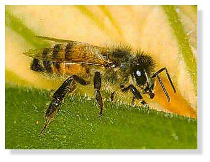 Abeille. © Department of Entomology, University of Nebraska Lincoln